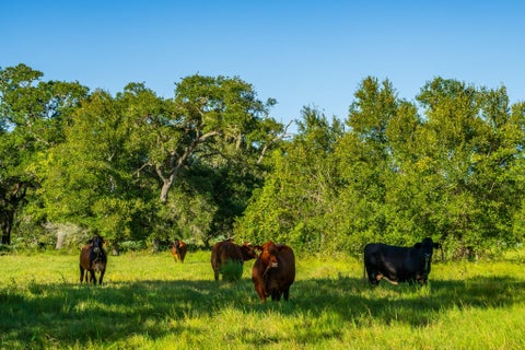 Vacant Land For Sale - 19329 Cr 319<br/> Brazoria, TX 77422