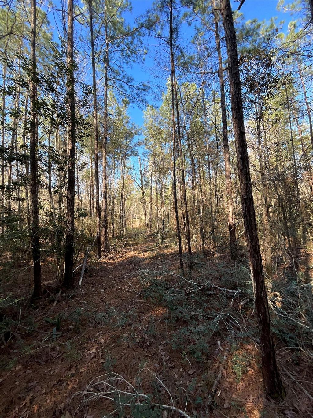 Photo of 175 Exploration Road, Willis, TX 77378 (MLS # 11968042)