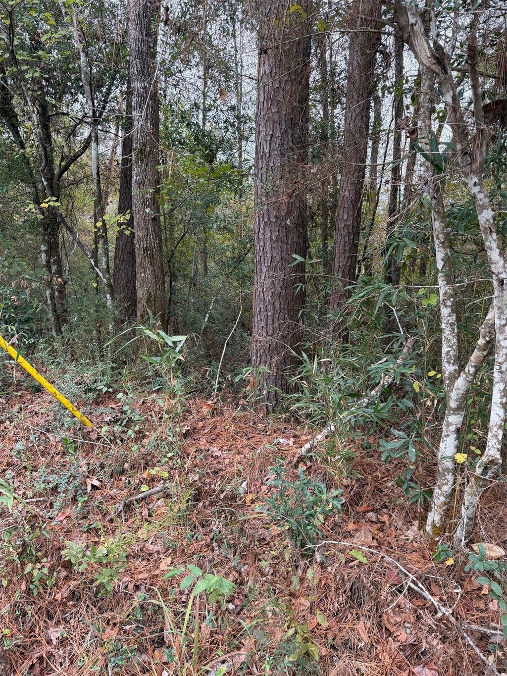 Photo of 0 Dillon Road, Dallardsville, TX 77332 (MLS # 31763852)