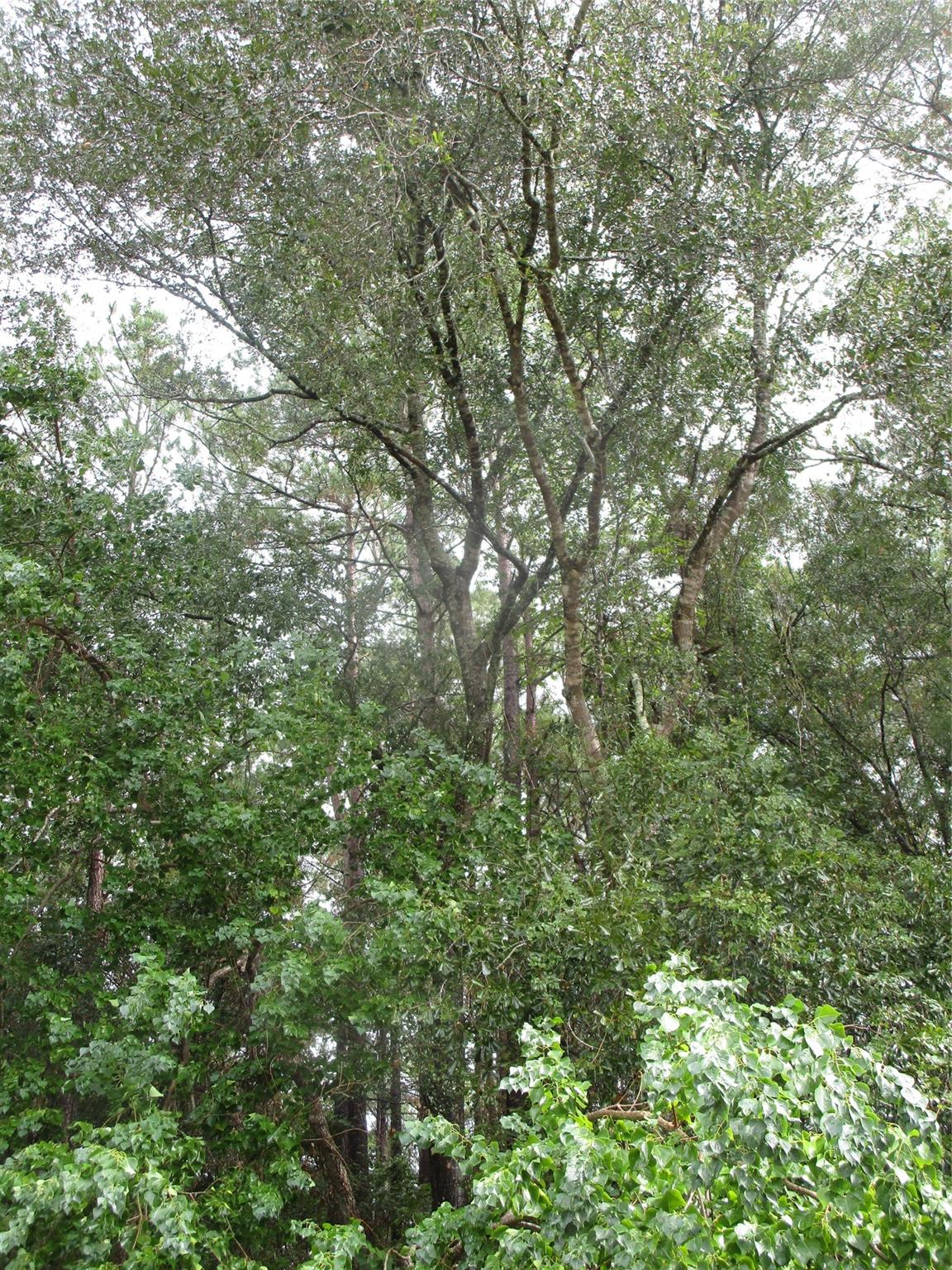 Lot 9 Stephens Forest