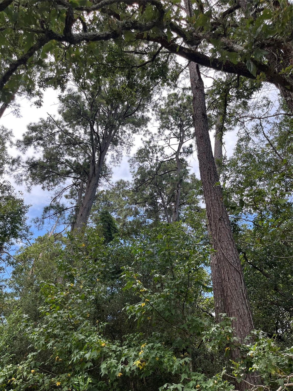 12147 Mustang Avenue