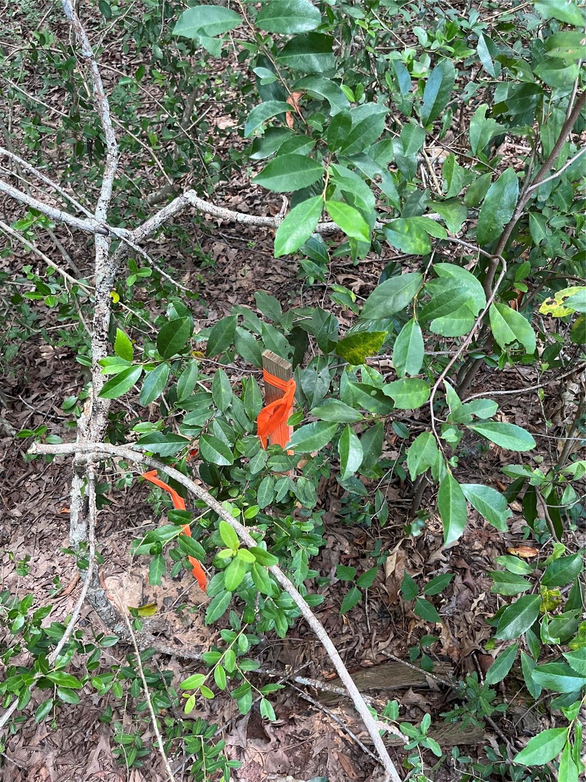 12147 Mustang Avenue