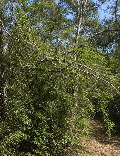 Vacant Land For Sale - Klein Drive<br/> Livingston, TX 77351