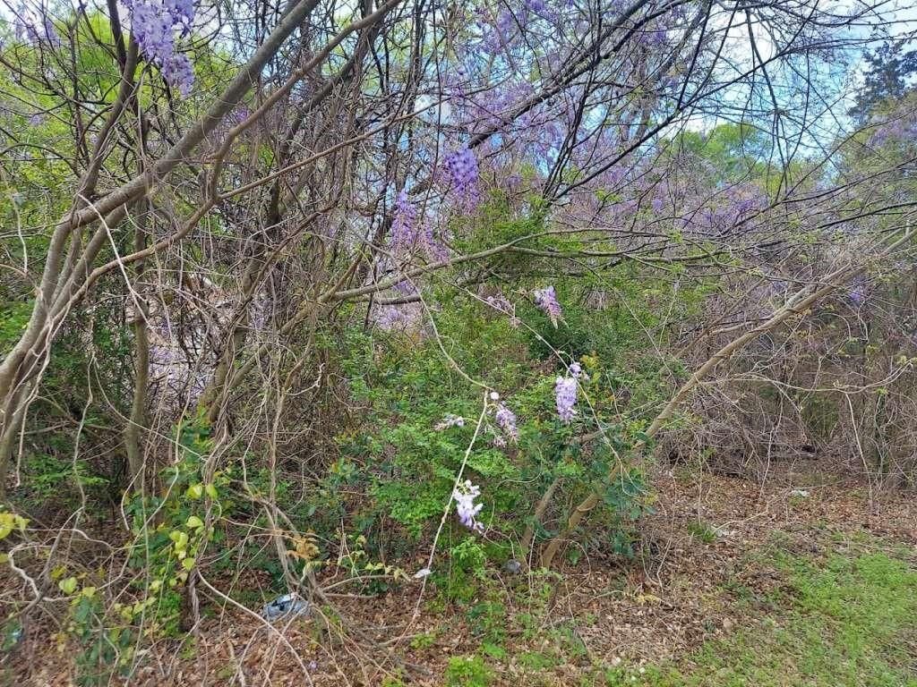 Photo of 303 S Carter Street, Marshall, TX 75670 (MLS # 57743813)