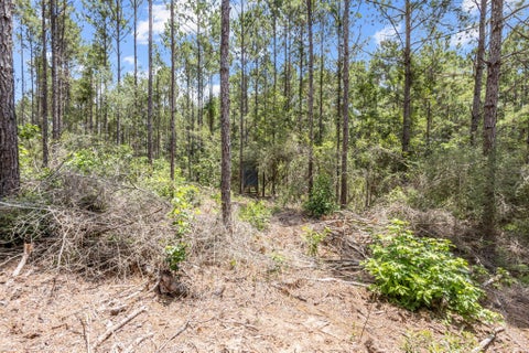 Tiny photo for 9250 E Fm 942, Livingston, TX 77351 (MLS # 3980361)