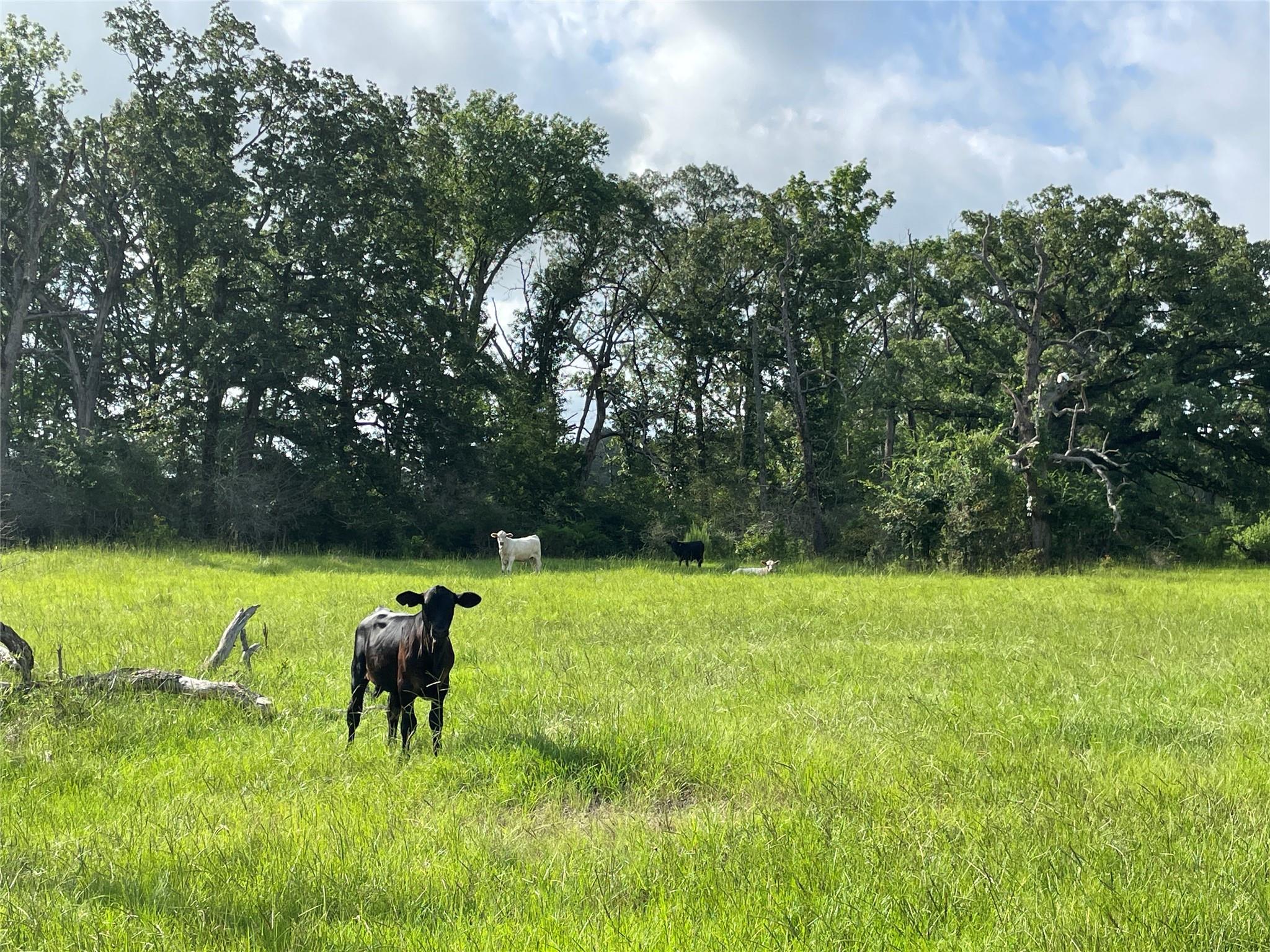 TBD County Road 114 Tbd