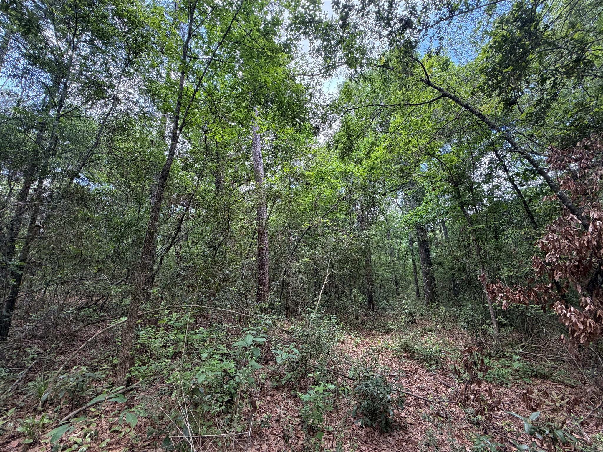 15744 Ridge Oak Road
