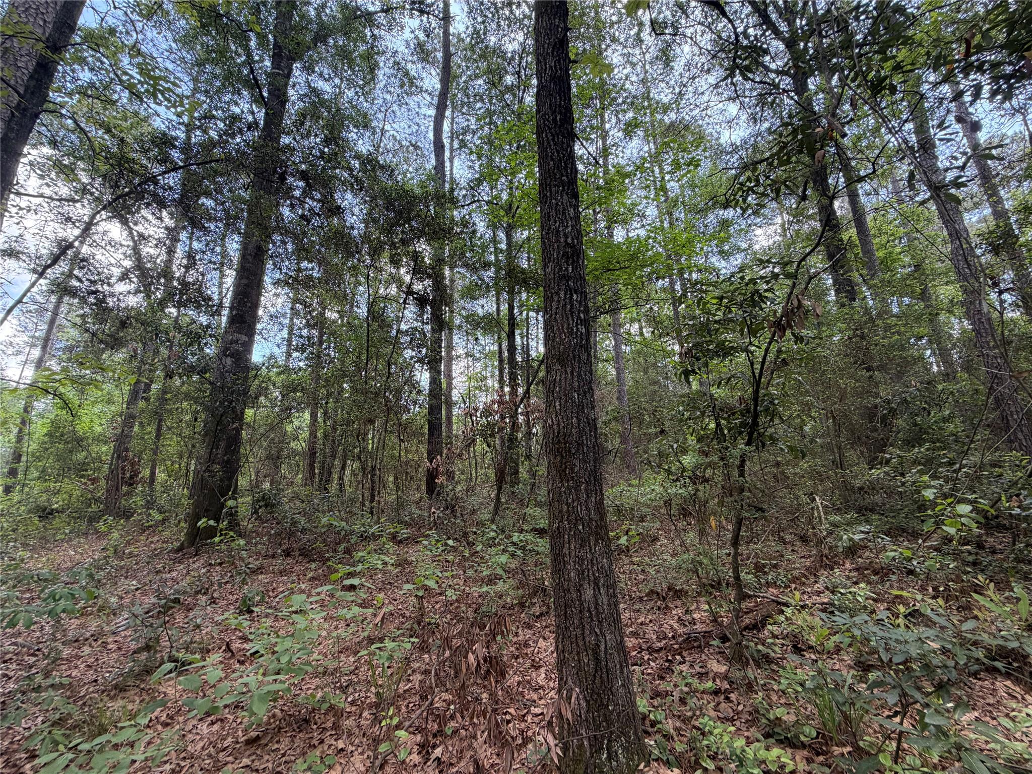 15744 Ridge Oak Road