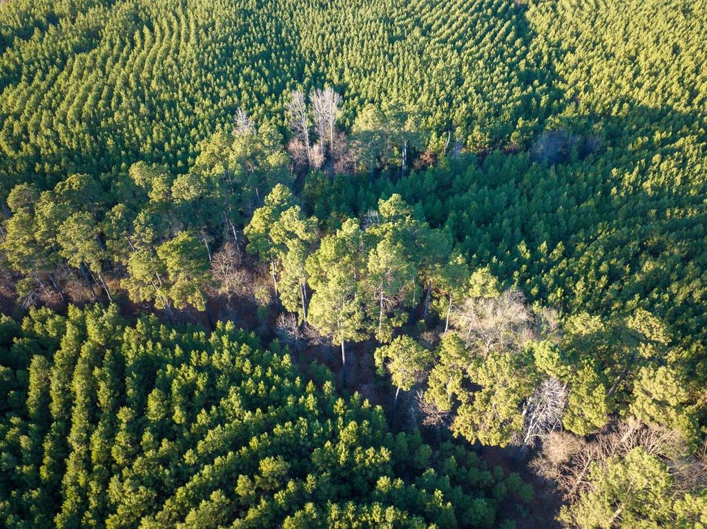 Photo of 7 Cr 4415, Annona, TX 75559 (MLS # 21287112)