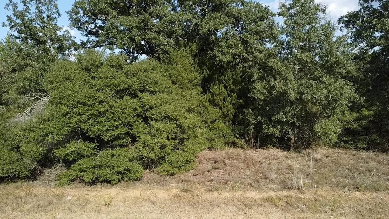 TBD Pin Oak