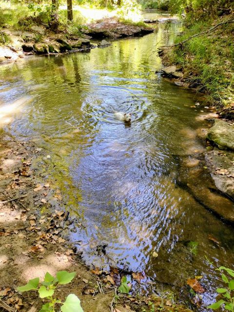 Vacant Land For Sale - 12895 County Road 201<br/> Plantersville, TX 77363