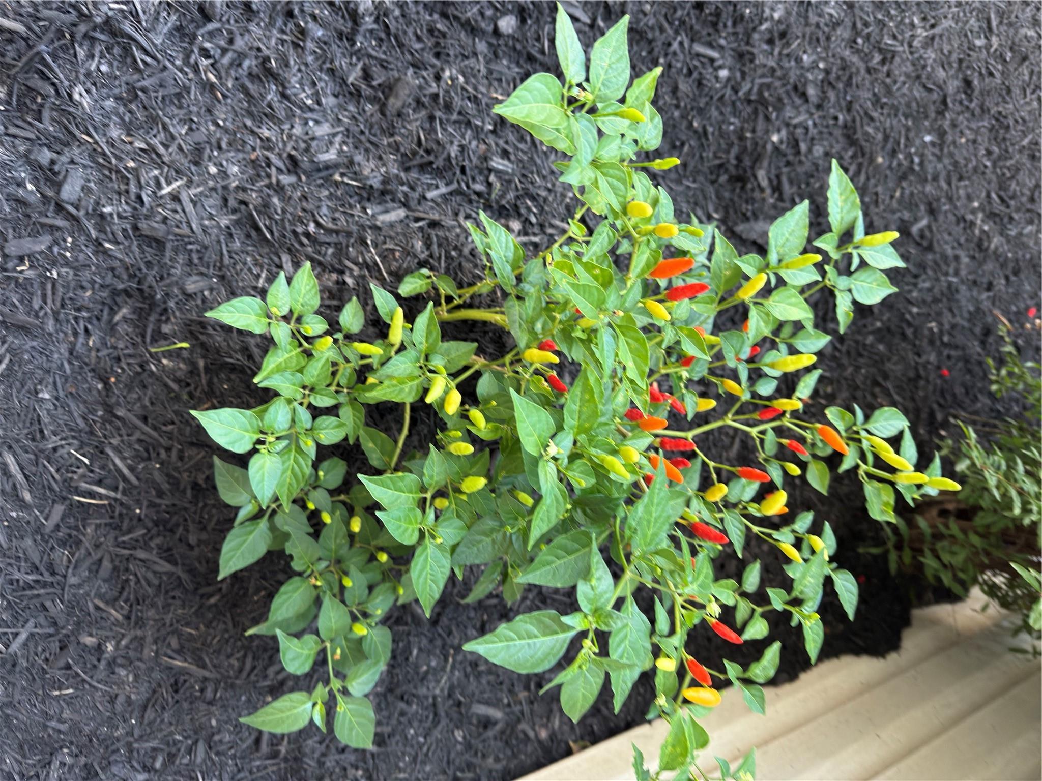 16346 Pebbleglen Dr Drive