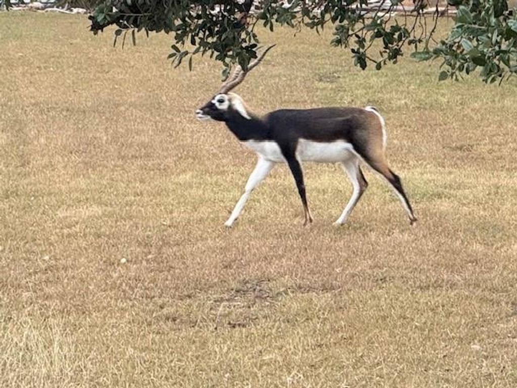 Photo of 222 Cedar Mountain Drive, Marble Falls, TX 78654 (MLS # 84112193)