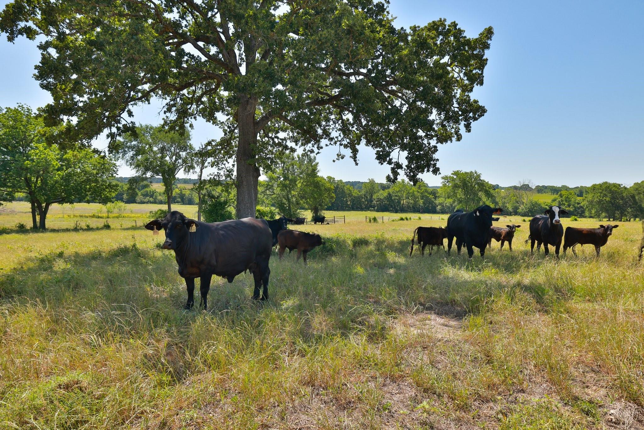 Tract #10 Cr 305 Road