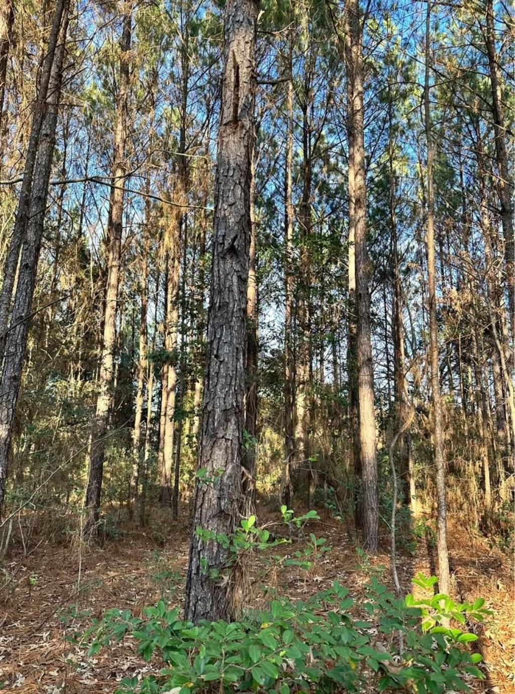 Photo of 0 S Wheeler, Colmesneil, TX 75938 (MLS # 34282133)