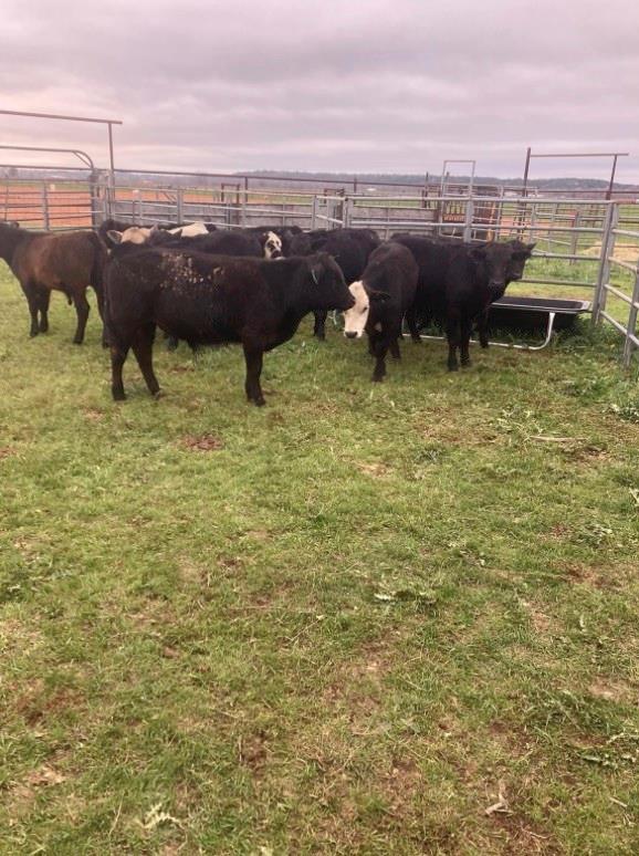 TBD Big Valley Circle