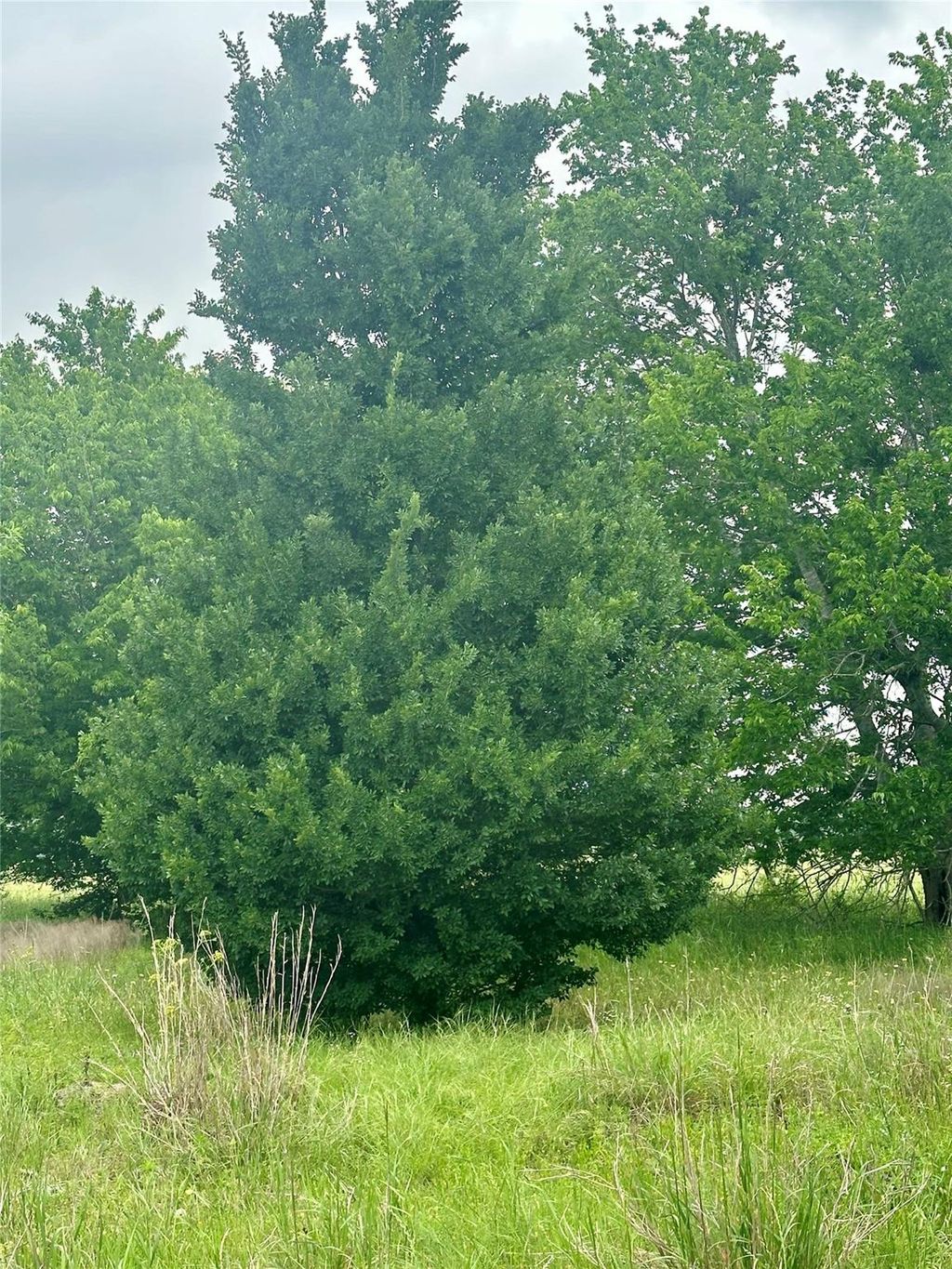 Photo of 159 N Witte Rd Ranch NE, Bellville, TX 77418 (MLS # 40605372)