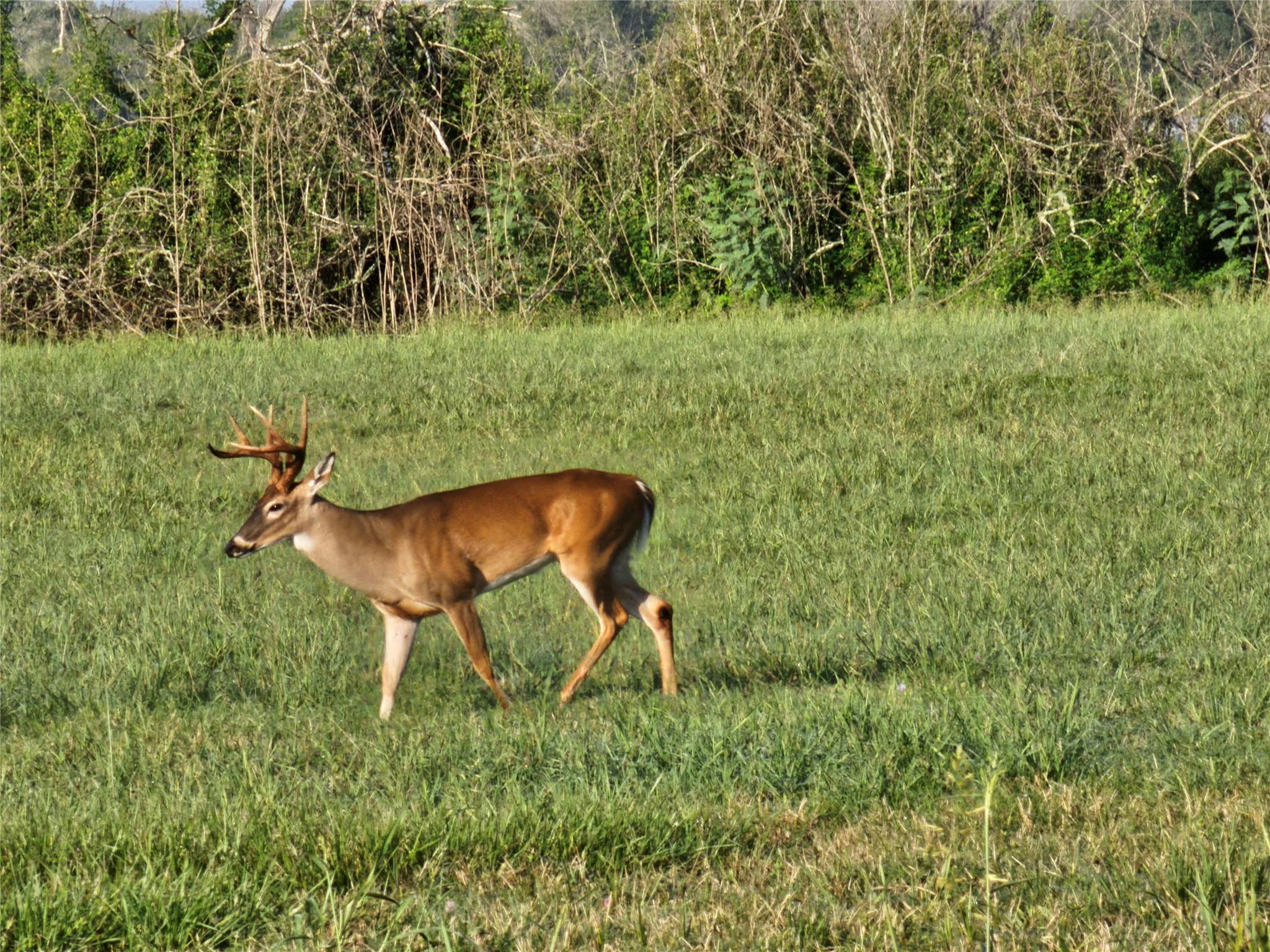 Lot 16 Wrangler Bend