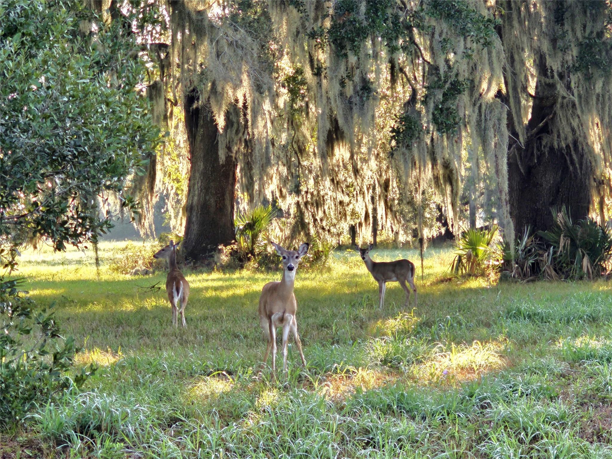 Lot 16 Wrangler Bend