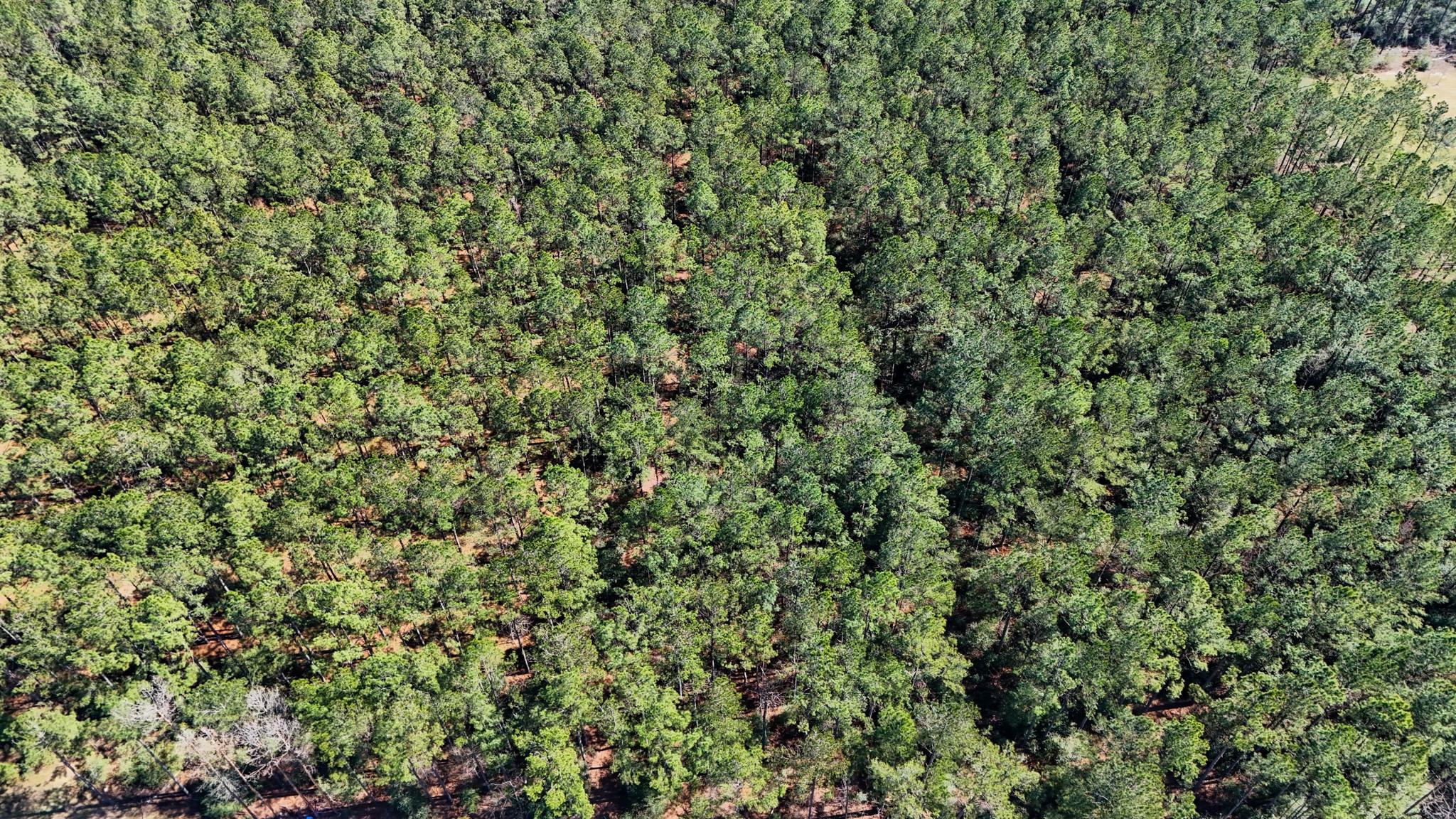 15422 Forest Grove Drive