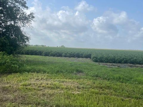 Photo of 10815 Koym Road, Beasley, TX 77417 (MLS # 84598908)