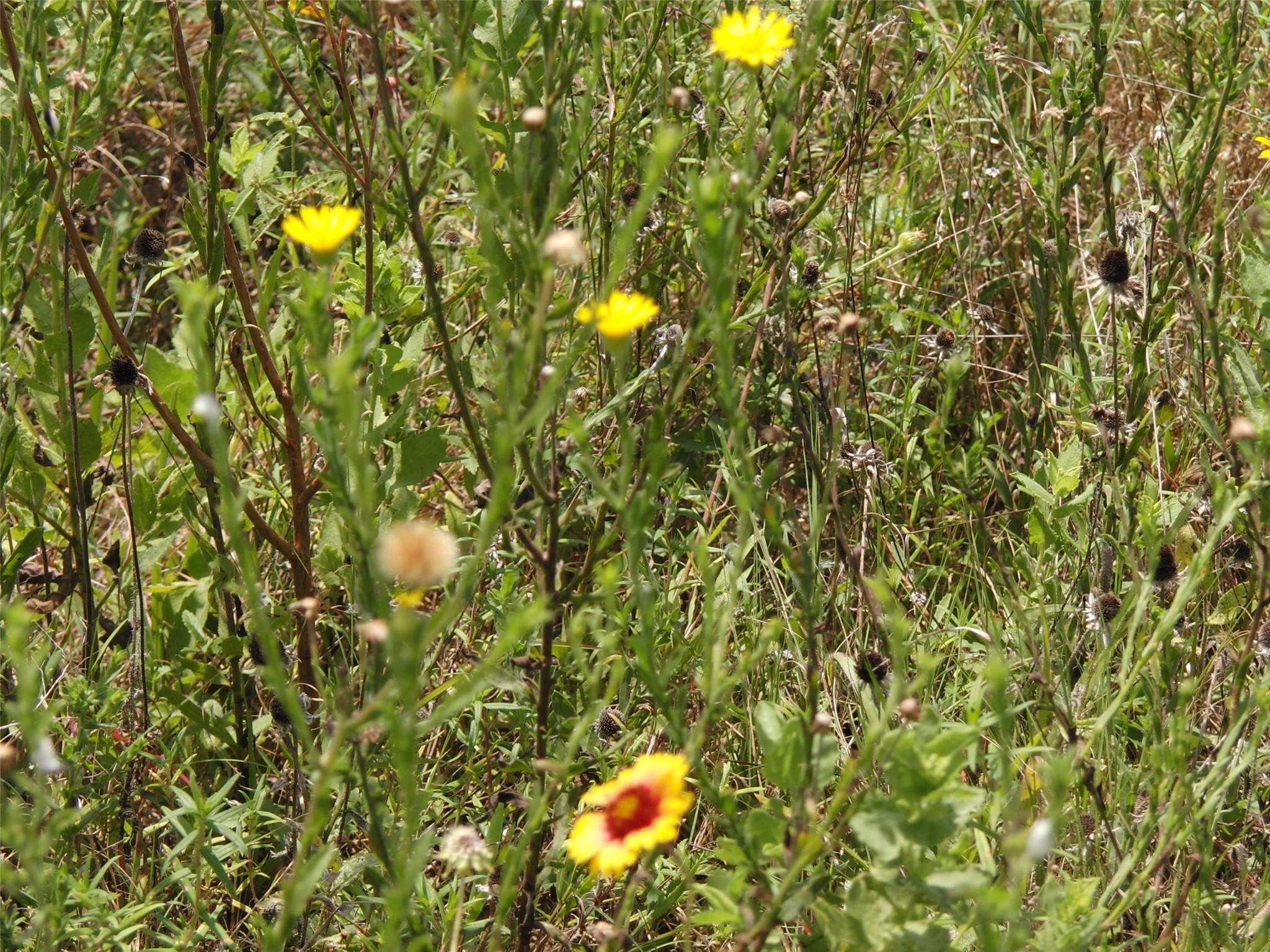 Navasota, Texas 77868, United States, ,Land,Active,208076