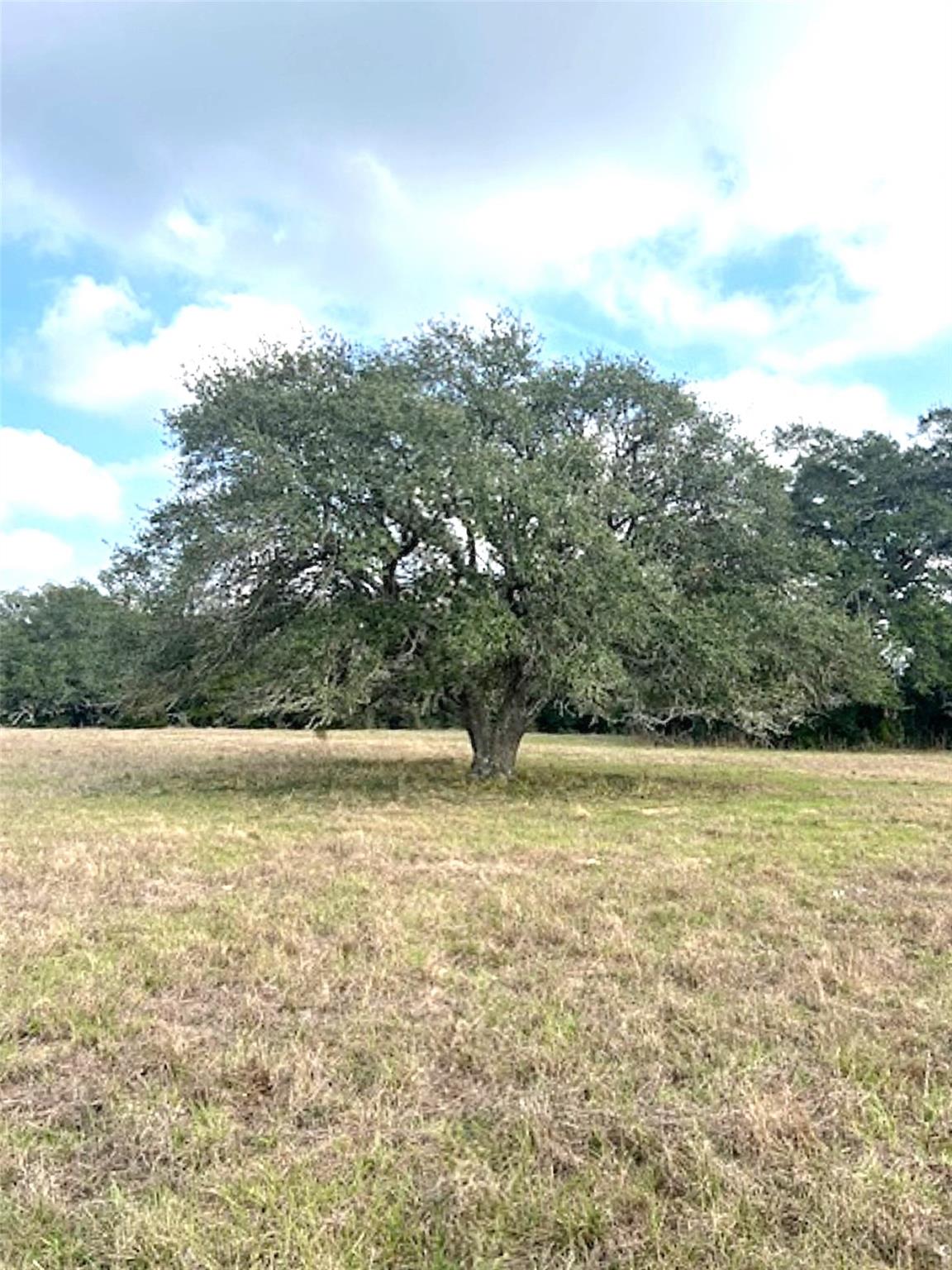 TBD 20 Acres Cat Spring Road