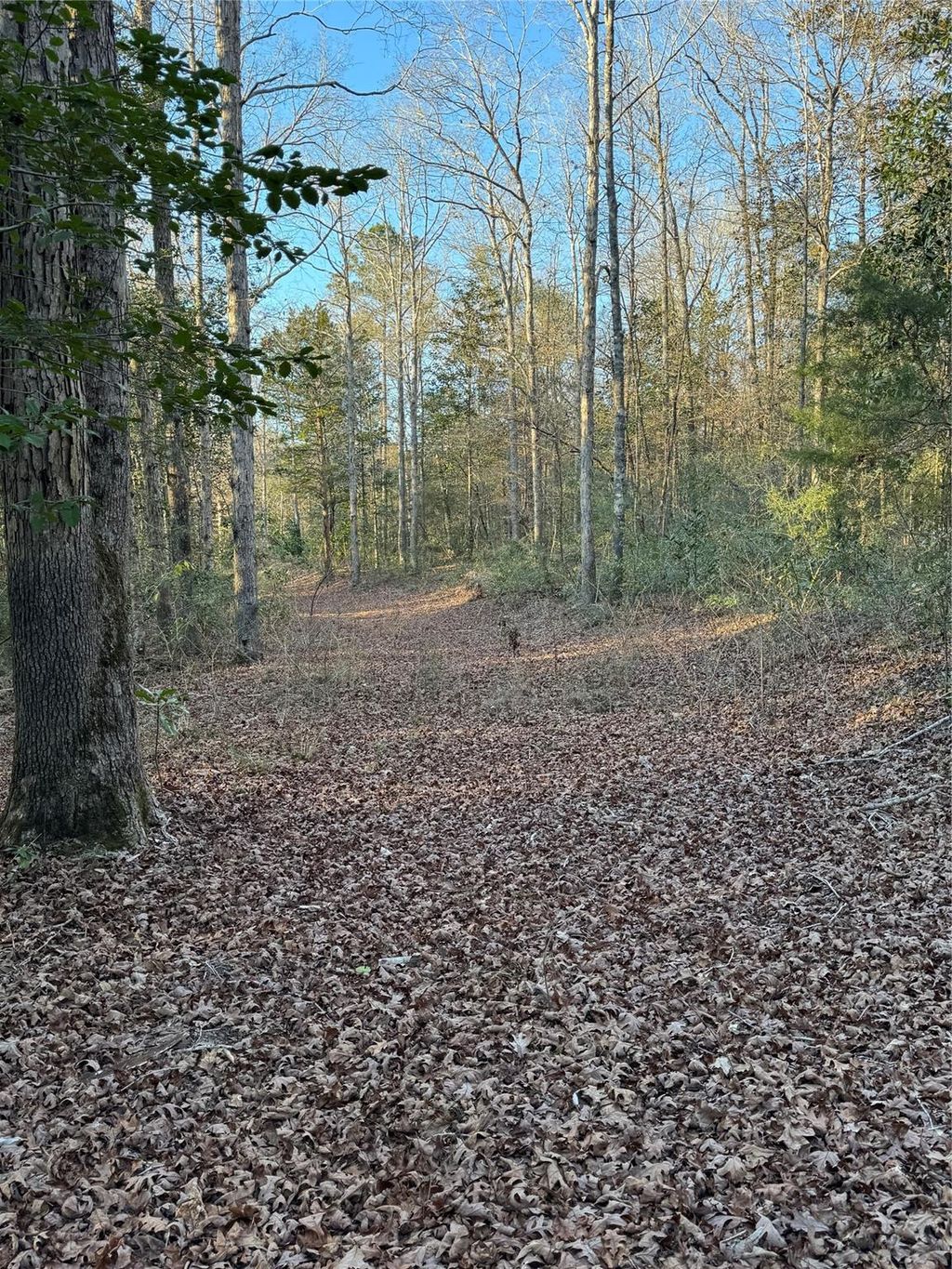 Photo of 2511 County Road 4280, Woodville, TX 75979 (MLS # 7678717)