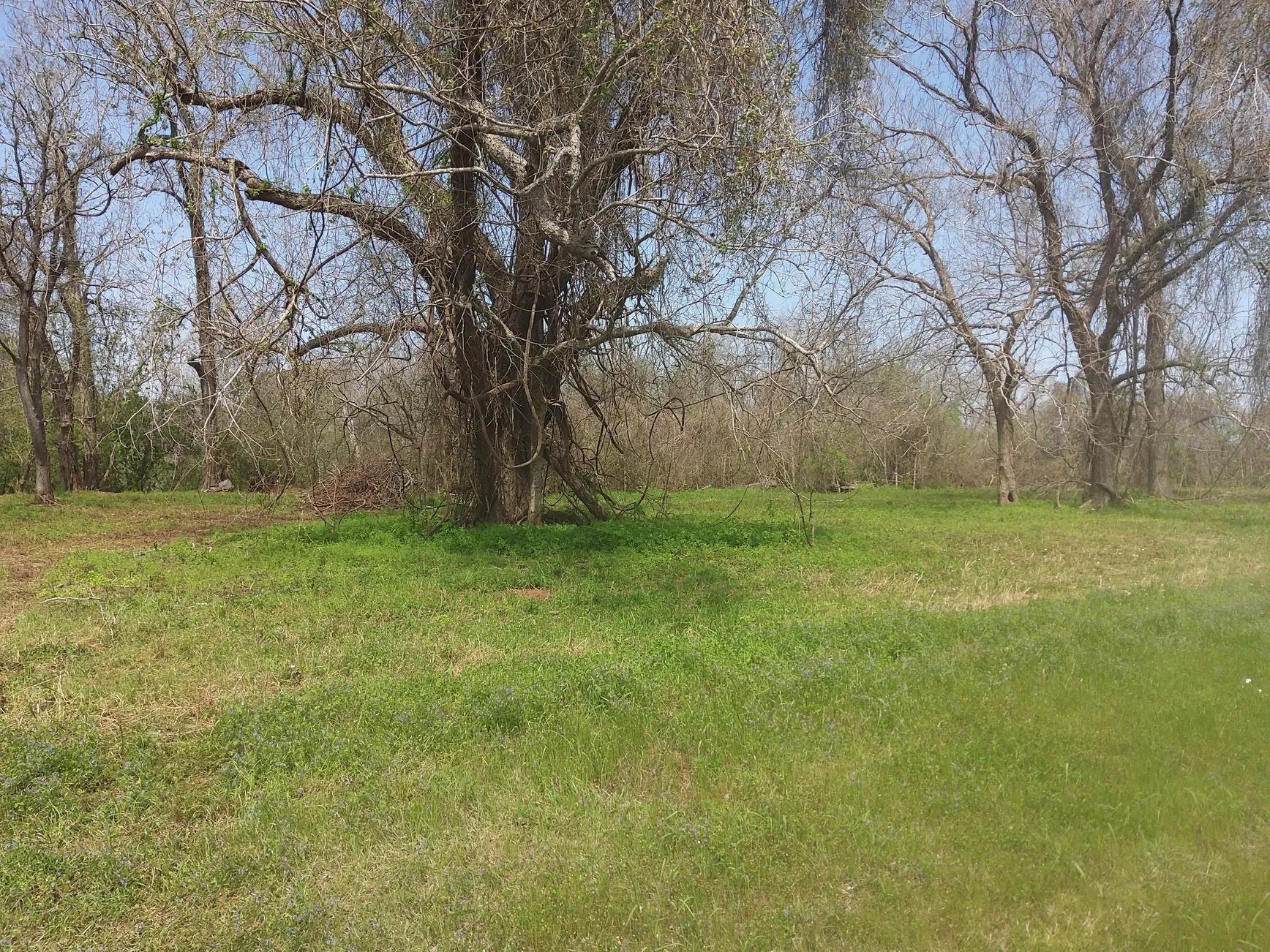 Lot 1 Fm 521