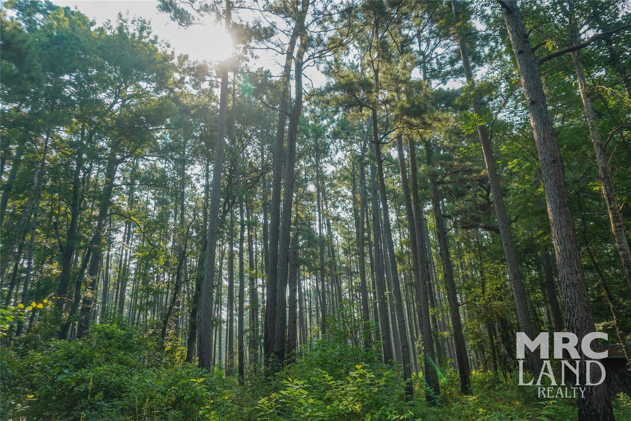 00 Forest Road 511