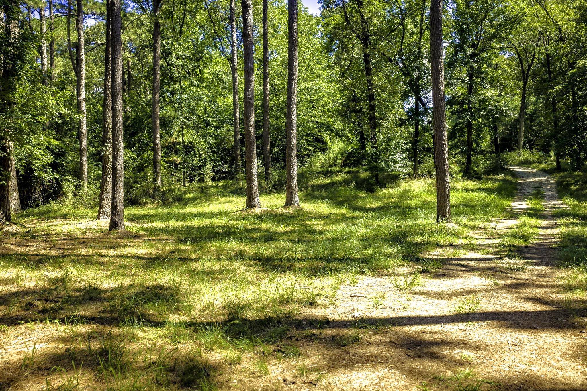 TBD Pine Circle