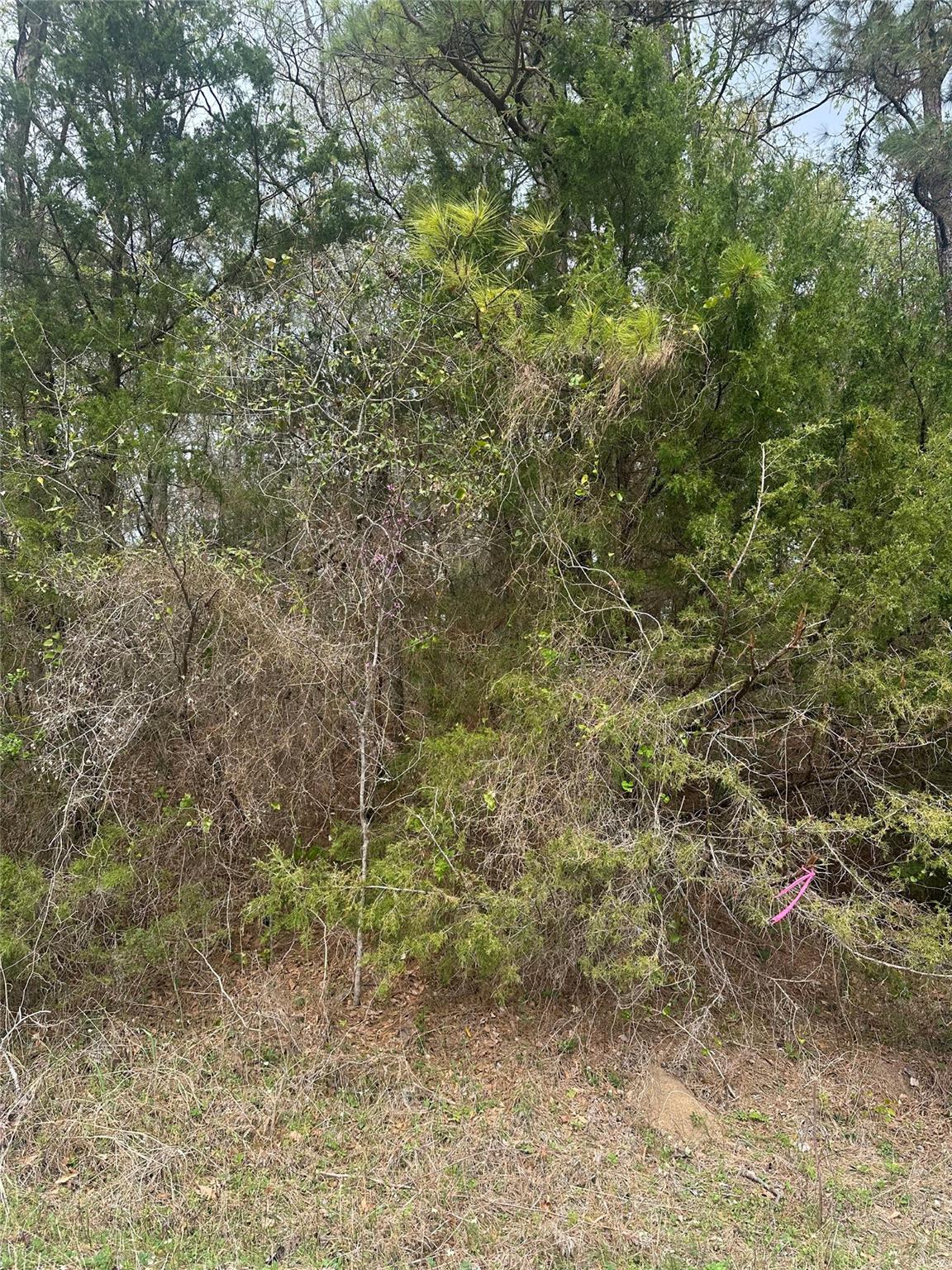 00 Cedar Valley Drive