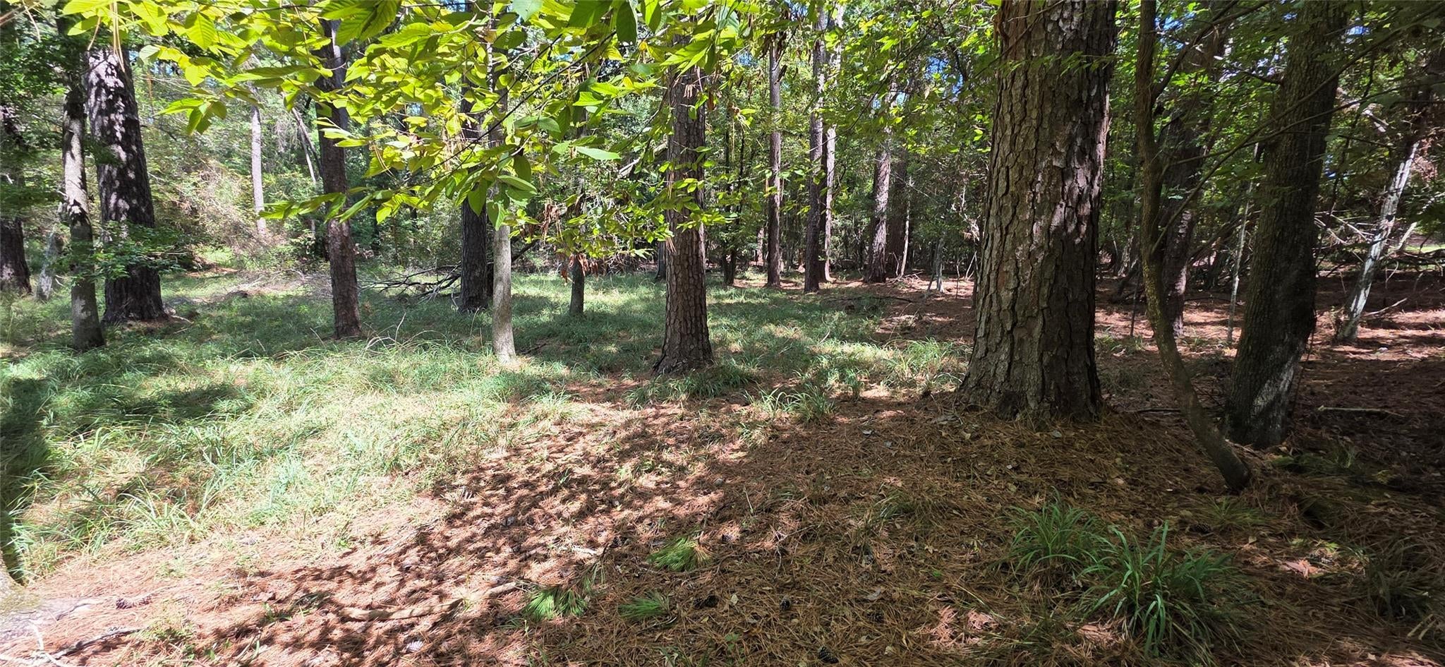 TBD Forest Hills Dr