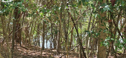 Photo of TBD Forest Hills Dr, Livingston, TX 77351 (MLS # 93723860)