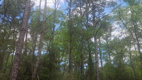 Vacant Land For Sale - LOT 5 Pin Oak Drive<br/> Plantersville, TX 77363