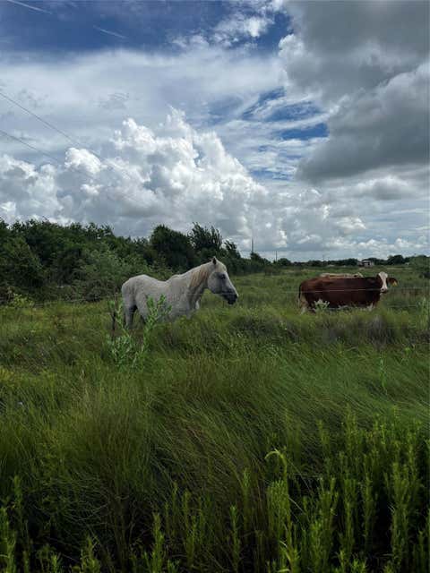 Photo of 0 County Road 306, Brazoria, TX 77422 (MLS # 50110346)