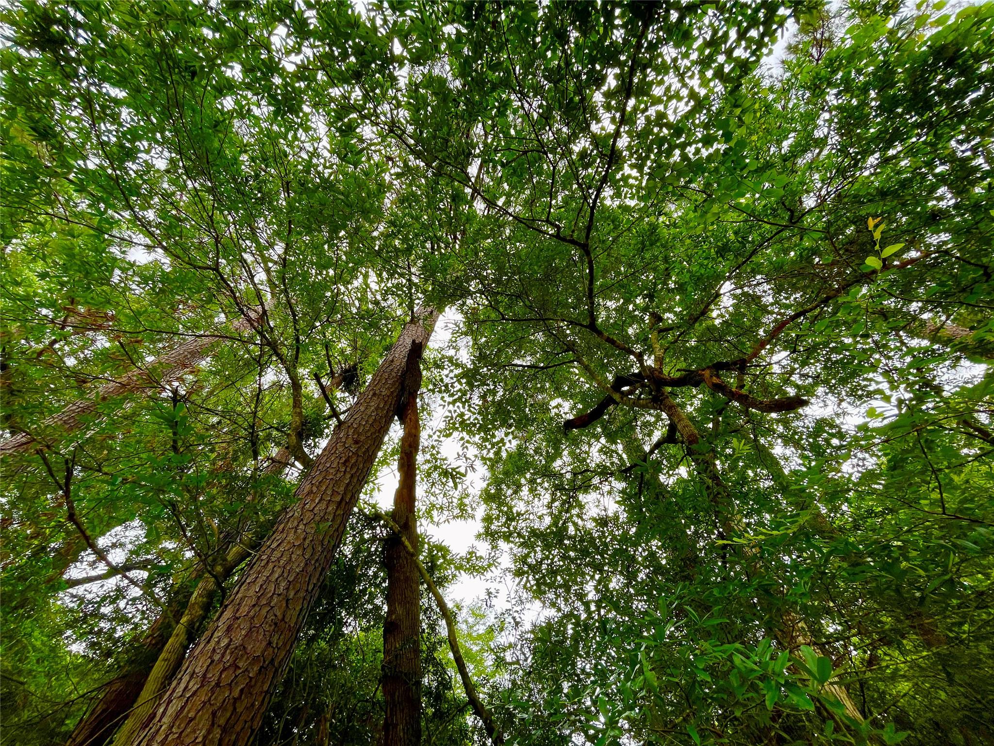 30803 Green Forest
