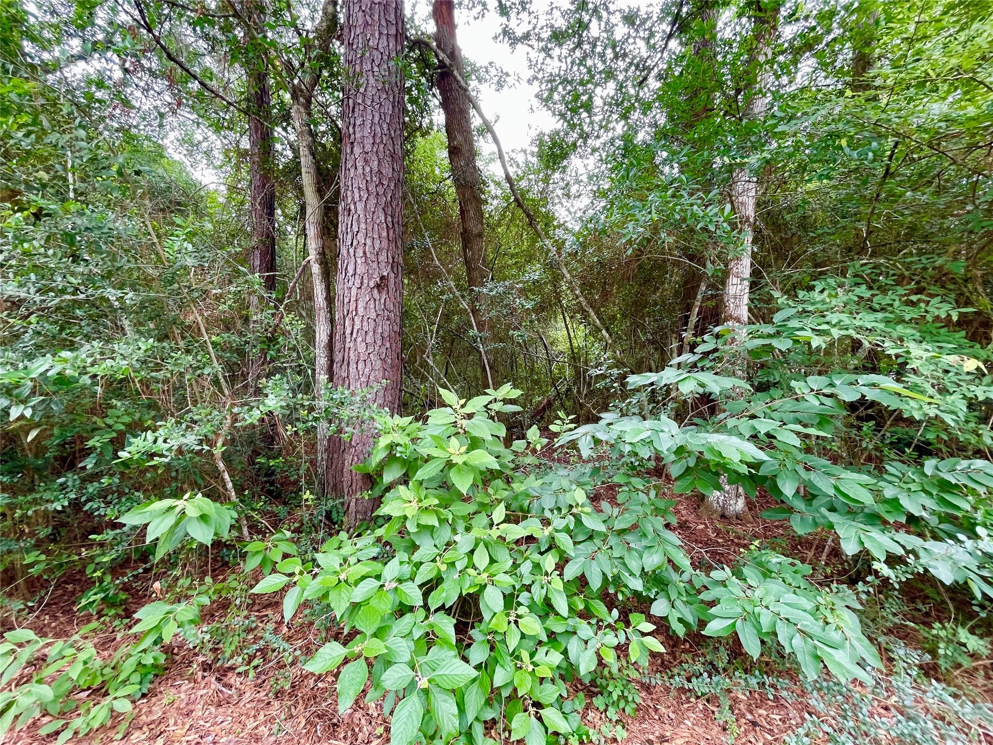 30803 Green Forest