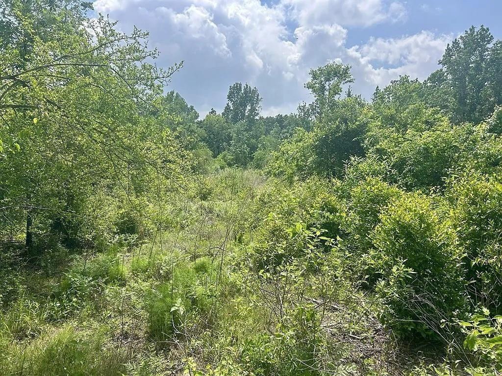 Lot 8 County Road 175