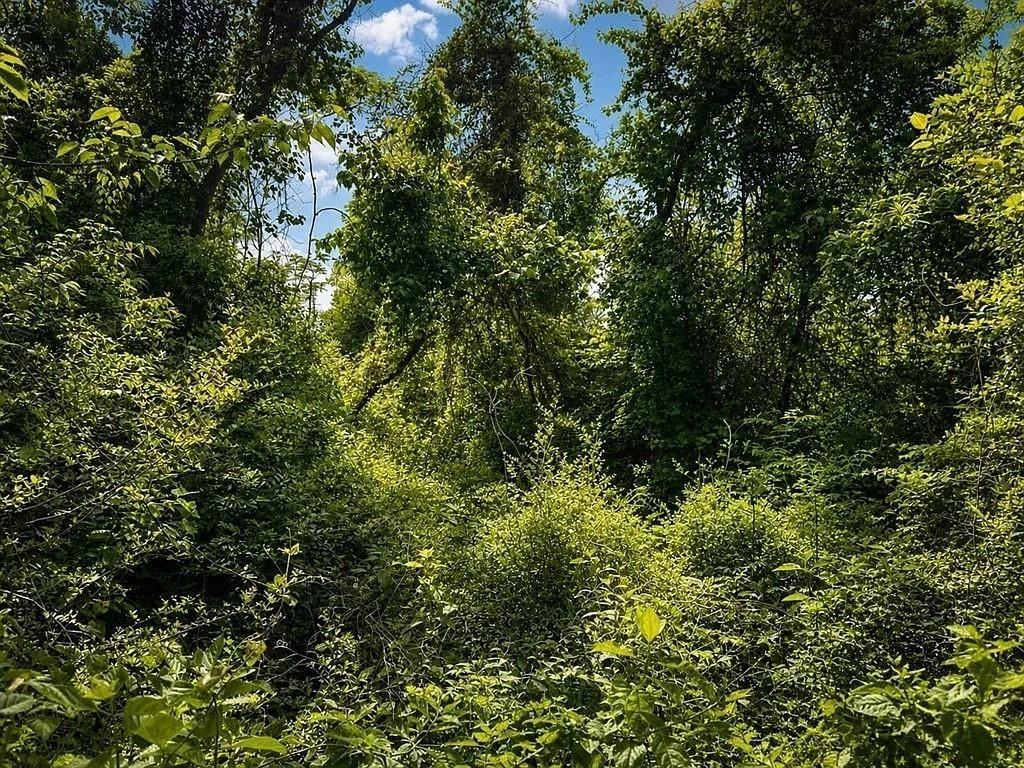 Lot 8 County Road 175