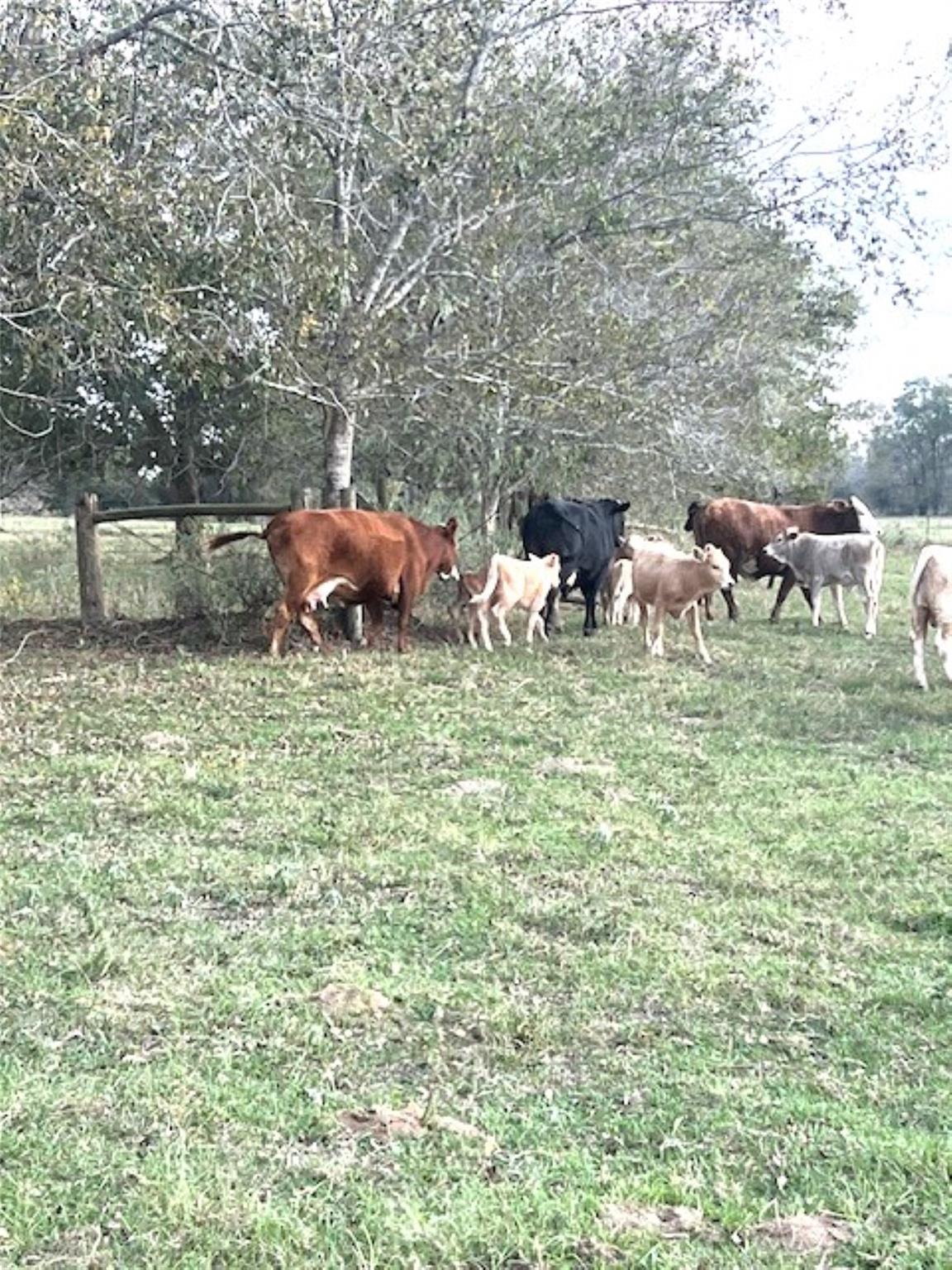 28 Acres Shaws Bend Road