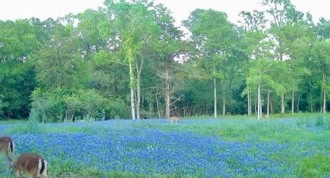 Photo of 8318 Timber Bridge Lane, Chappell Hill, TX 77426 (MLS # 39465959) Photo of 8318 Timber Bridge Lane, Chappell Hill, TX 77426 (MLS # 39465959)