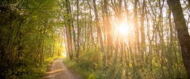 7455 Forest Stream Court