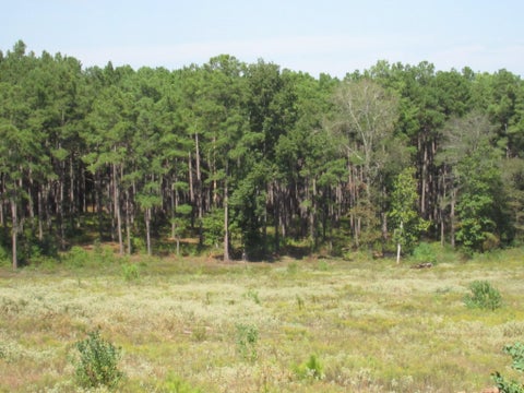 Vacant Land For Sale - 0024 Fm 256 N<br/> Woodville, TX 75979