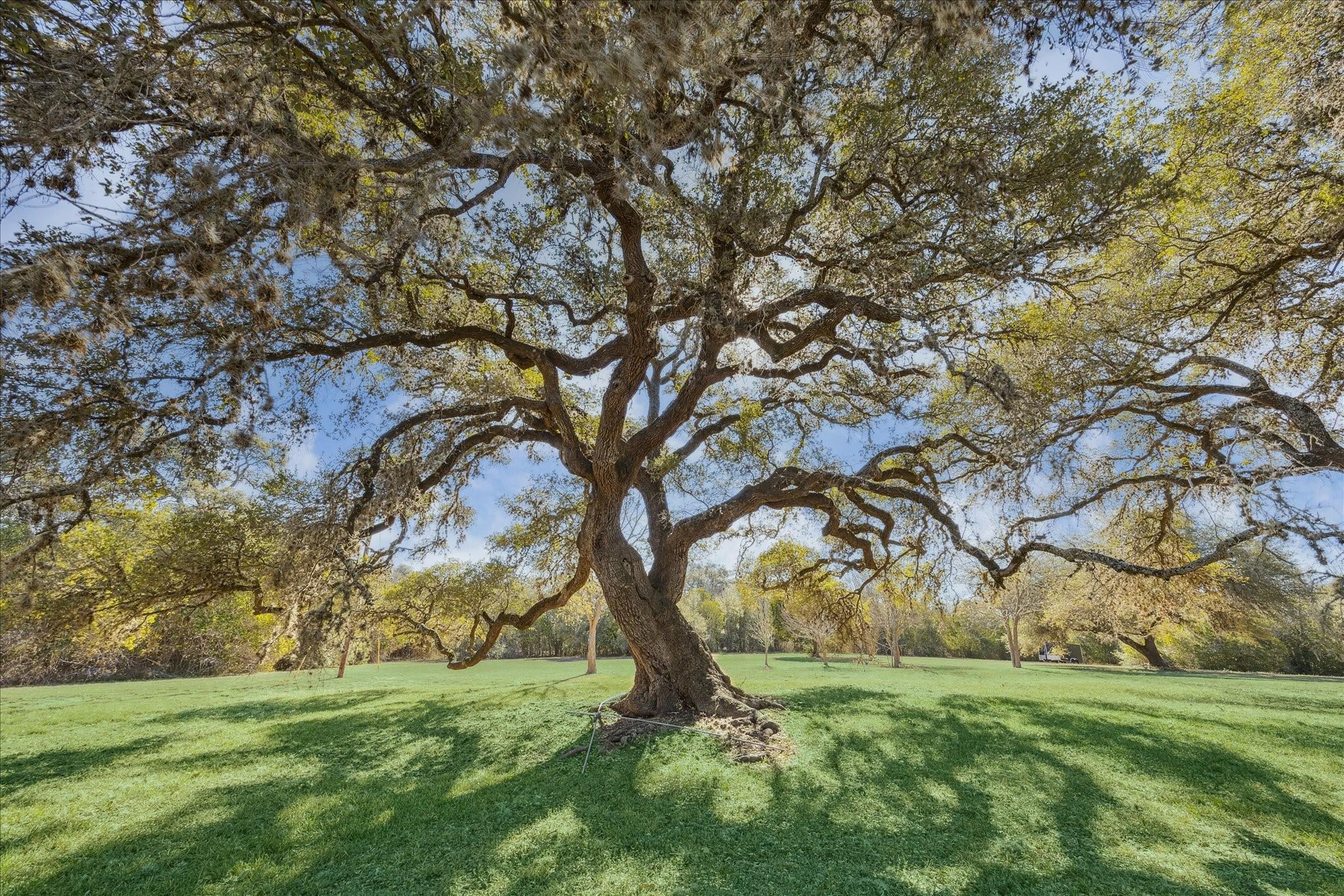 509 N Live Oak Street