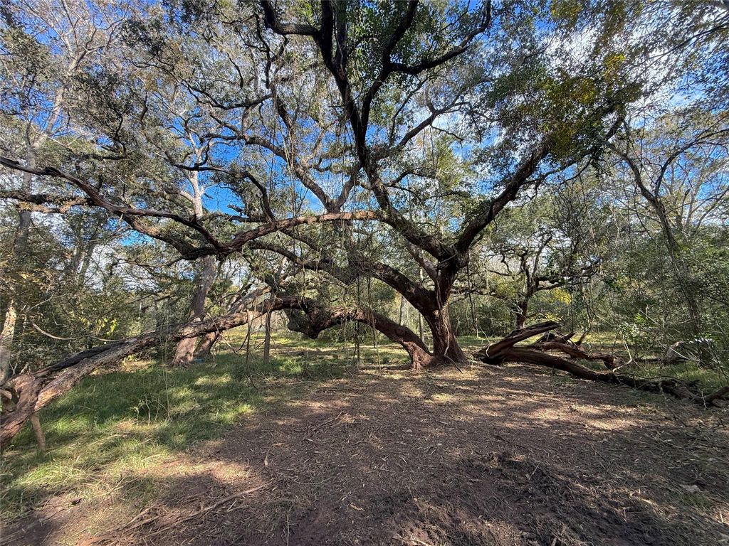 Photo of 0 Cr 376, West Columbia, TX 77422 (MLS # 92644727)