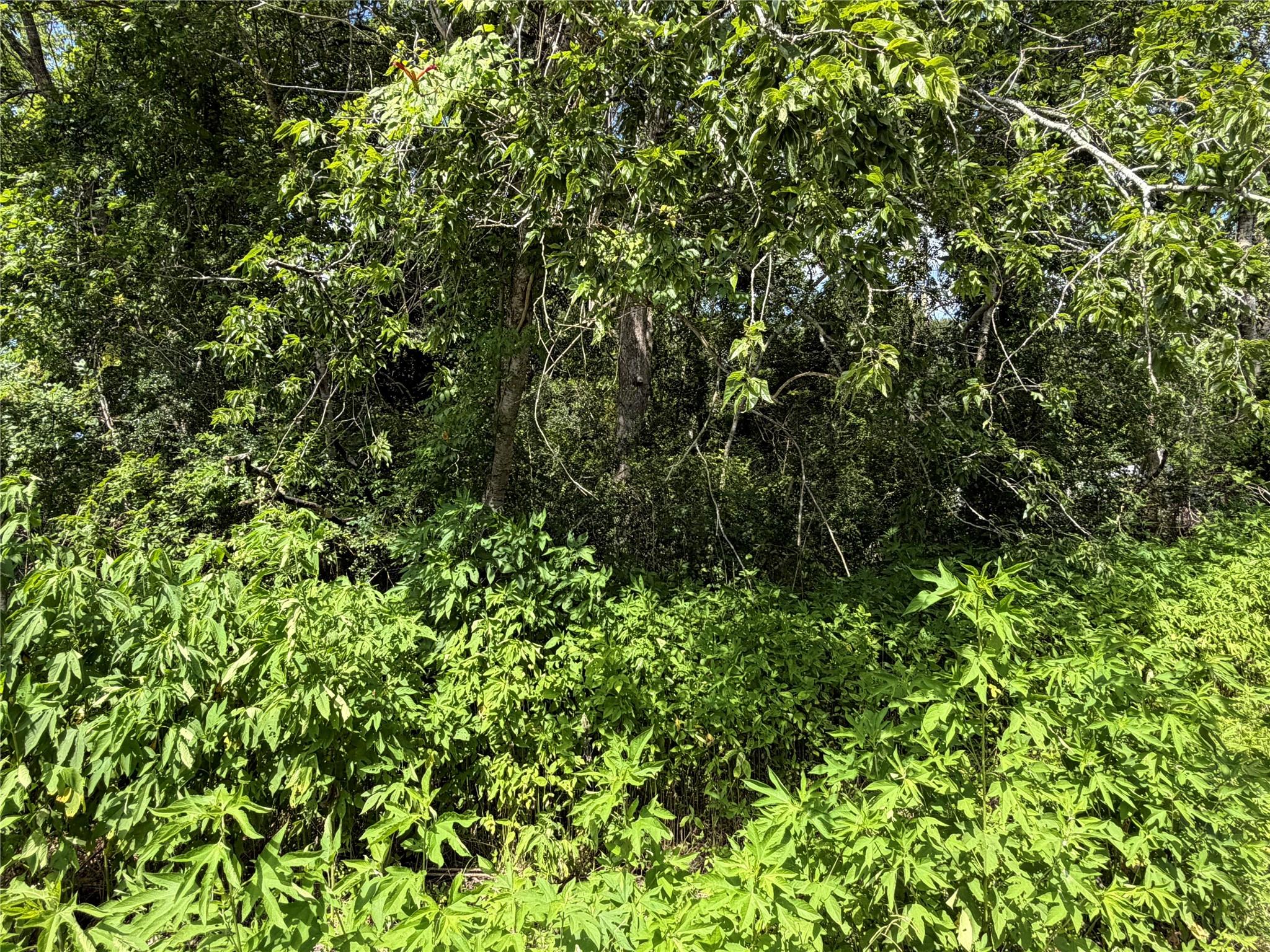 Lot 97 Lost Forest Drive