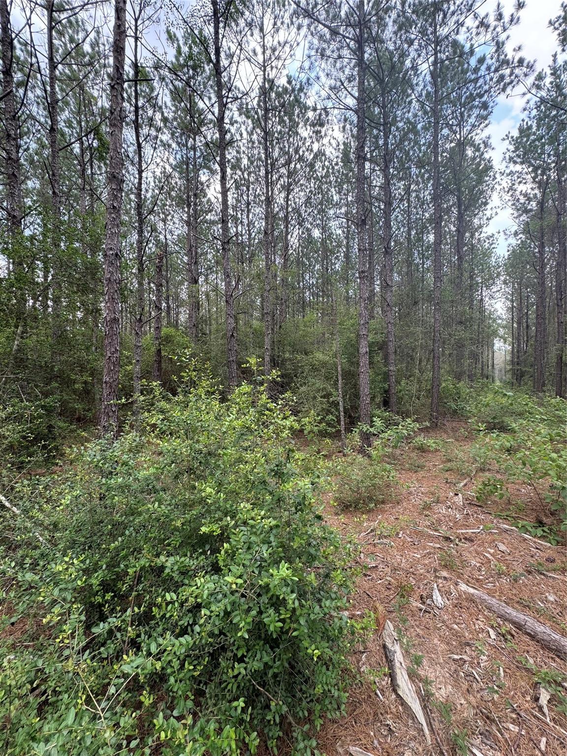 10634 Forest Mill Road