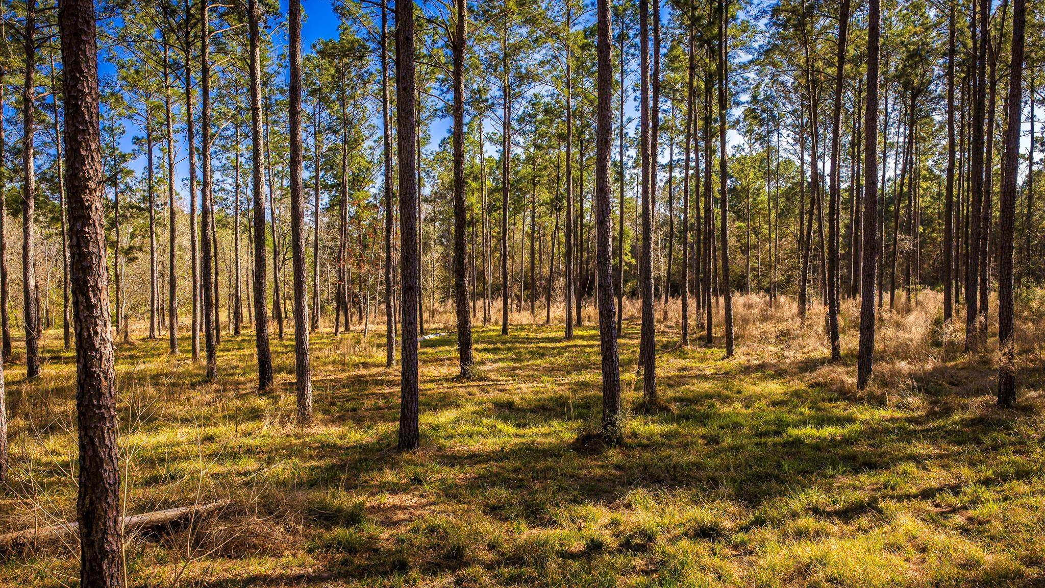 TBD Rolling Pines Drive