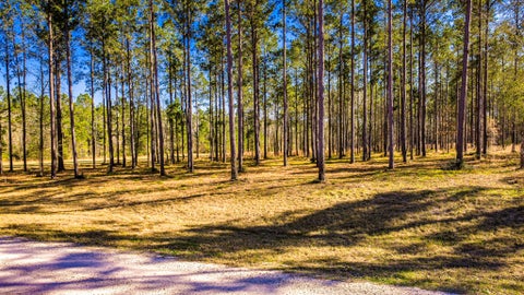 Vacant Land For Sale - TBD Rolling Pines Drive<br/> Livingston, TX 77351